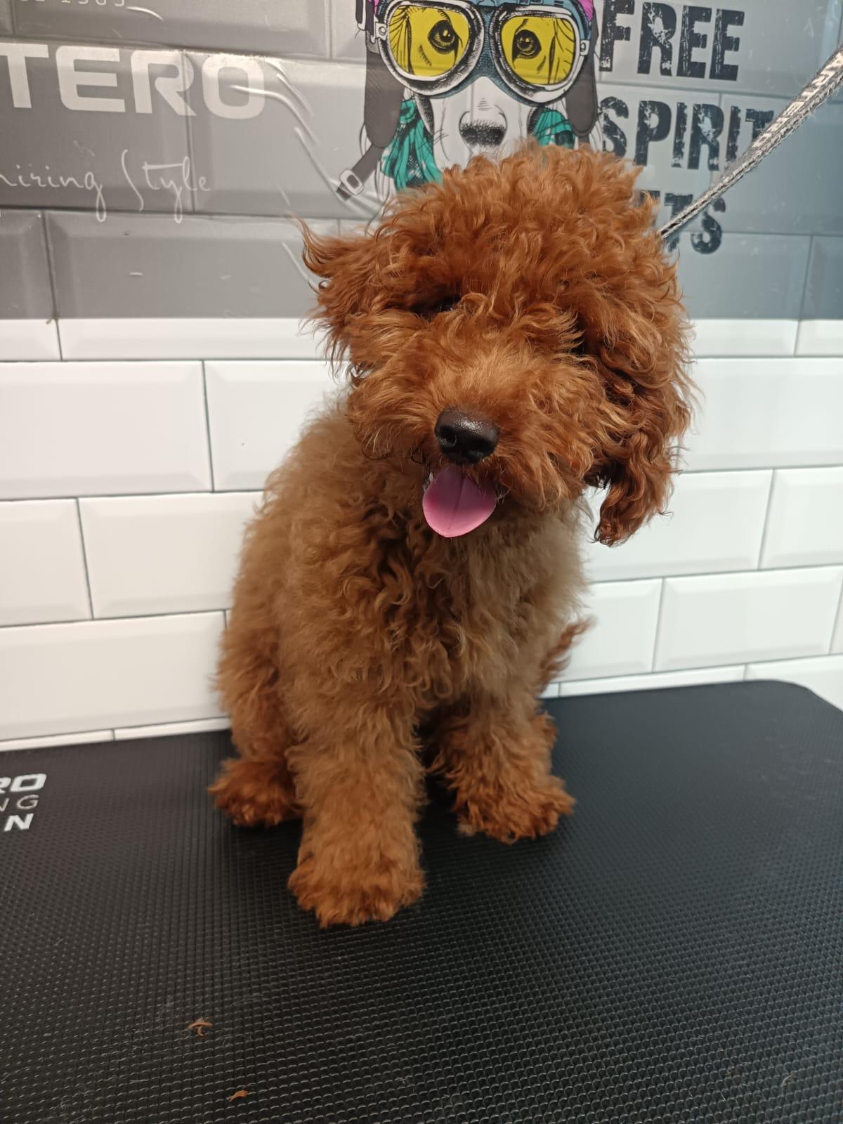 perro peluqueria canina