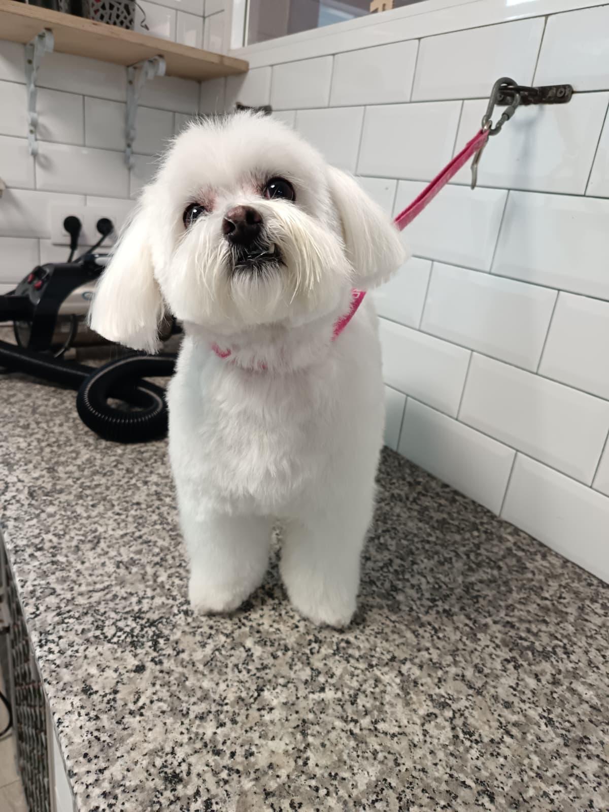 perro peluqueria canina