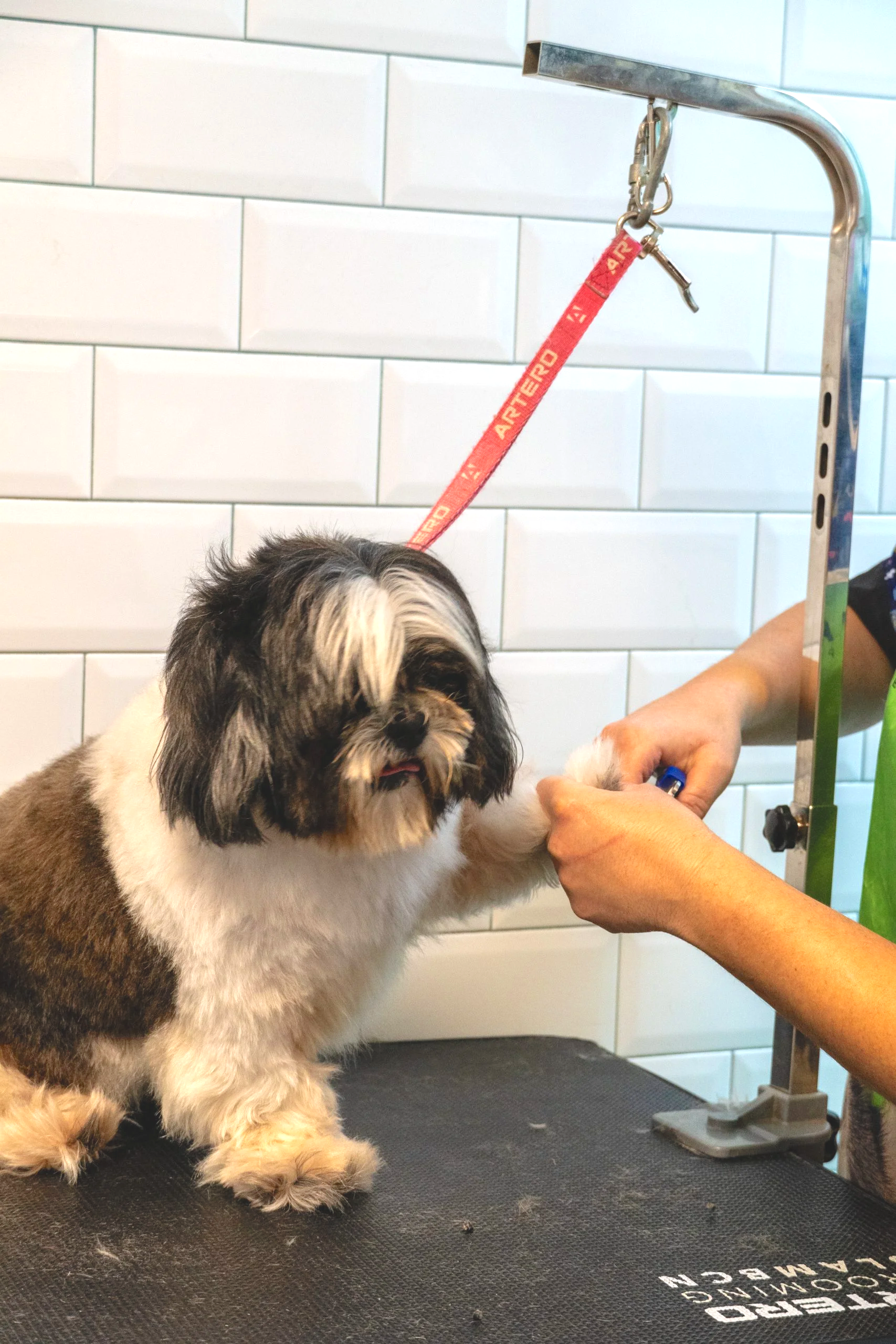 perro peluqueria canina