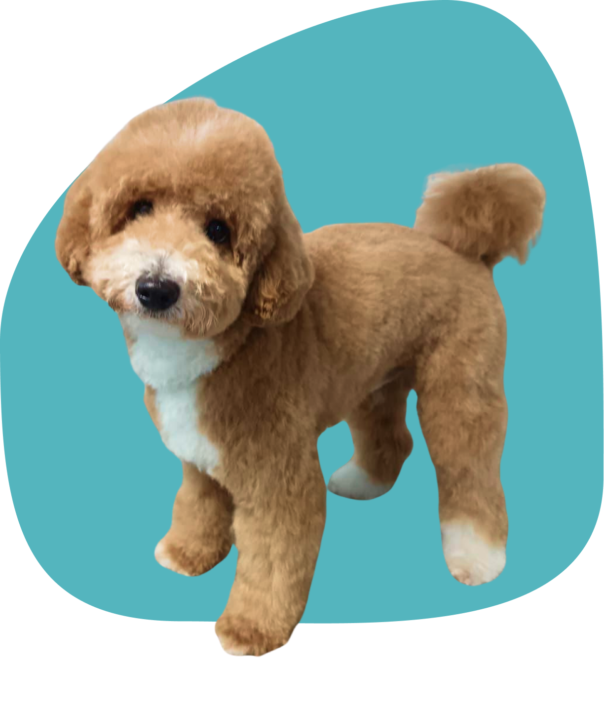 perro peluqueria canina