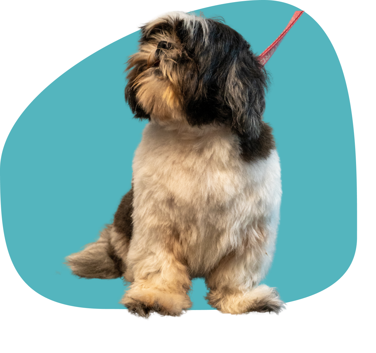 perro peluqueria canina