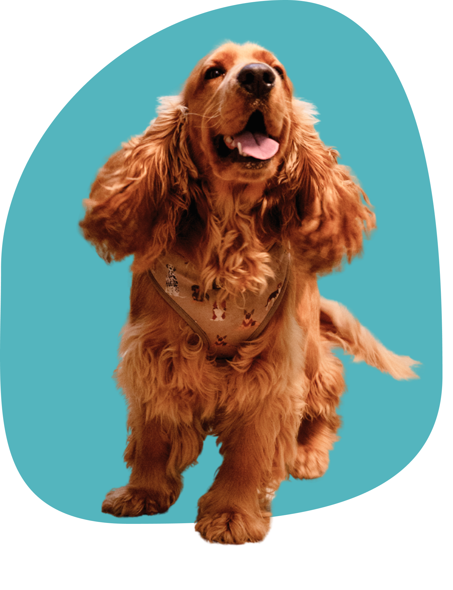 perro peluqueria canina