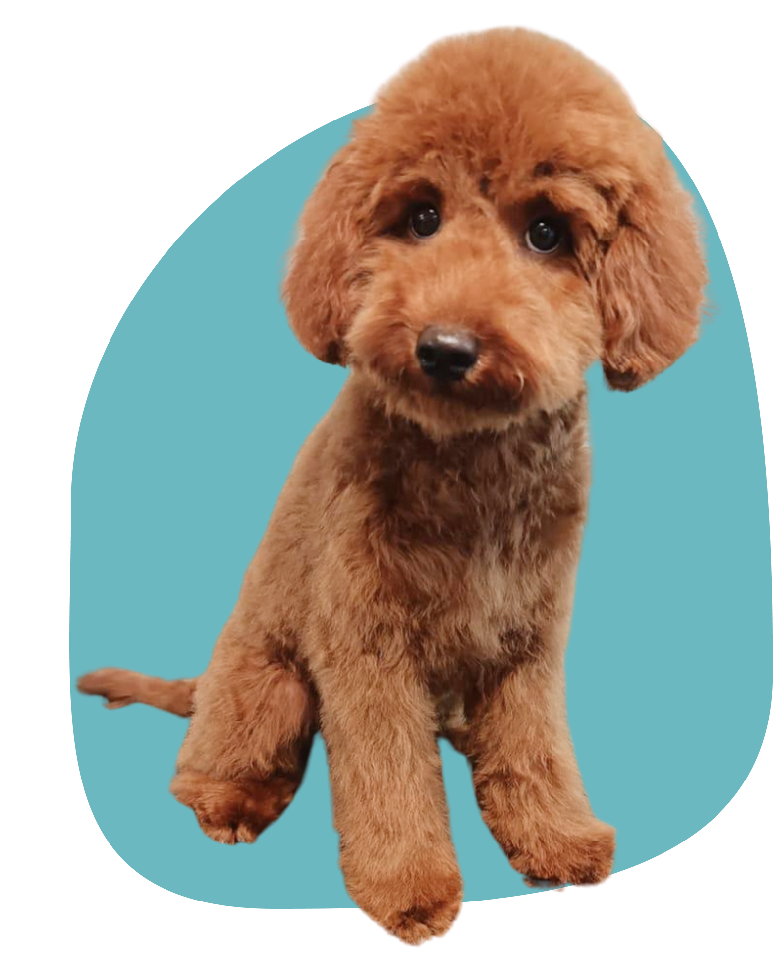 perro peluqueria canina