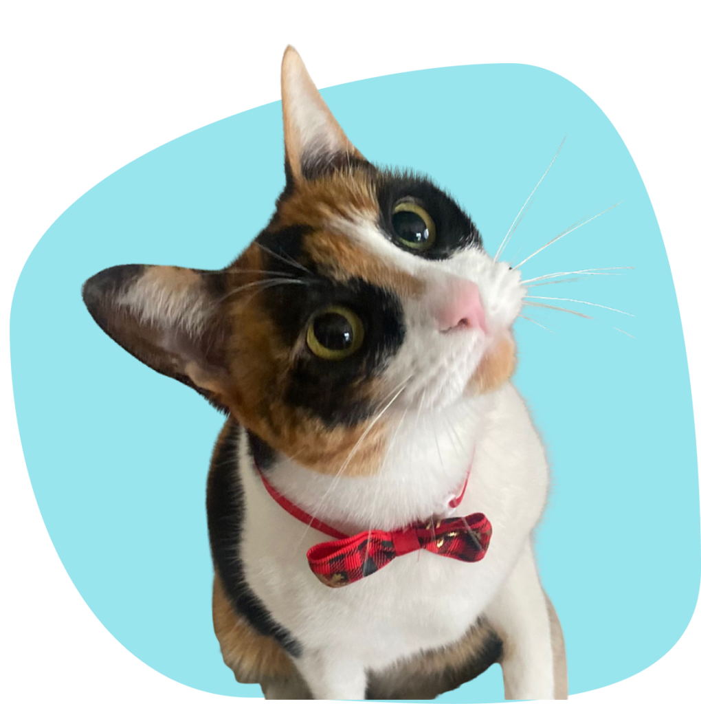 gato peluqueria canina