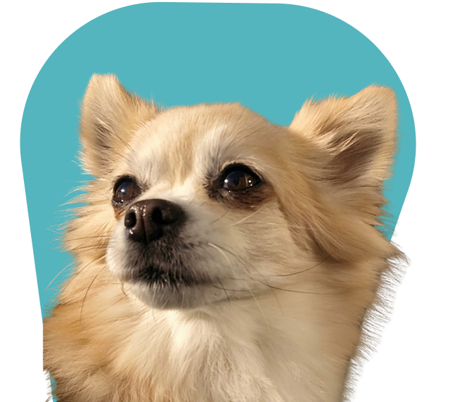 perro peluqueria canina